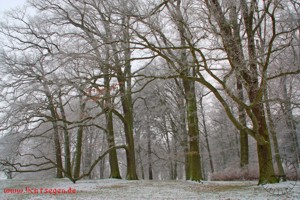 Neutralisierungsbild Buchen im Winter herunterladen