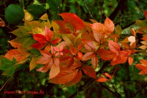 Neutralisierungsbild Herbst herunterladen