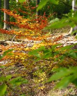 Neutralisierungsbild Herbstfarben herunterladen