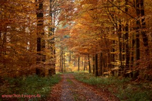 Neutralisierungsbild Oktober herunterladen