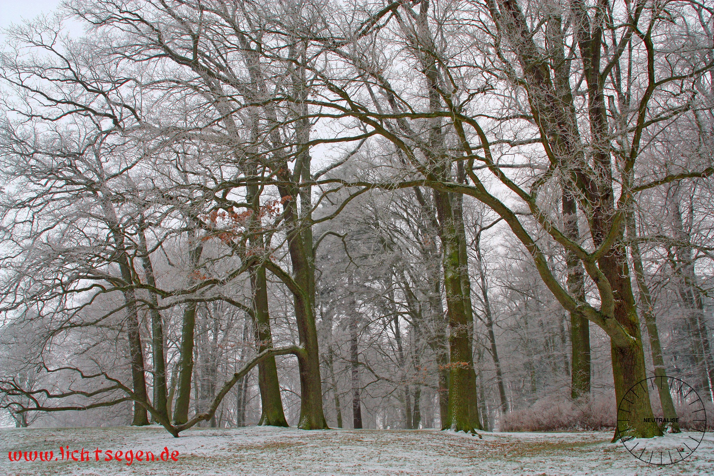 Neutralisieren Buchen im Winter Gross