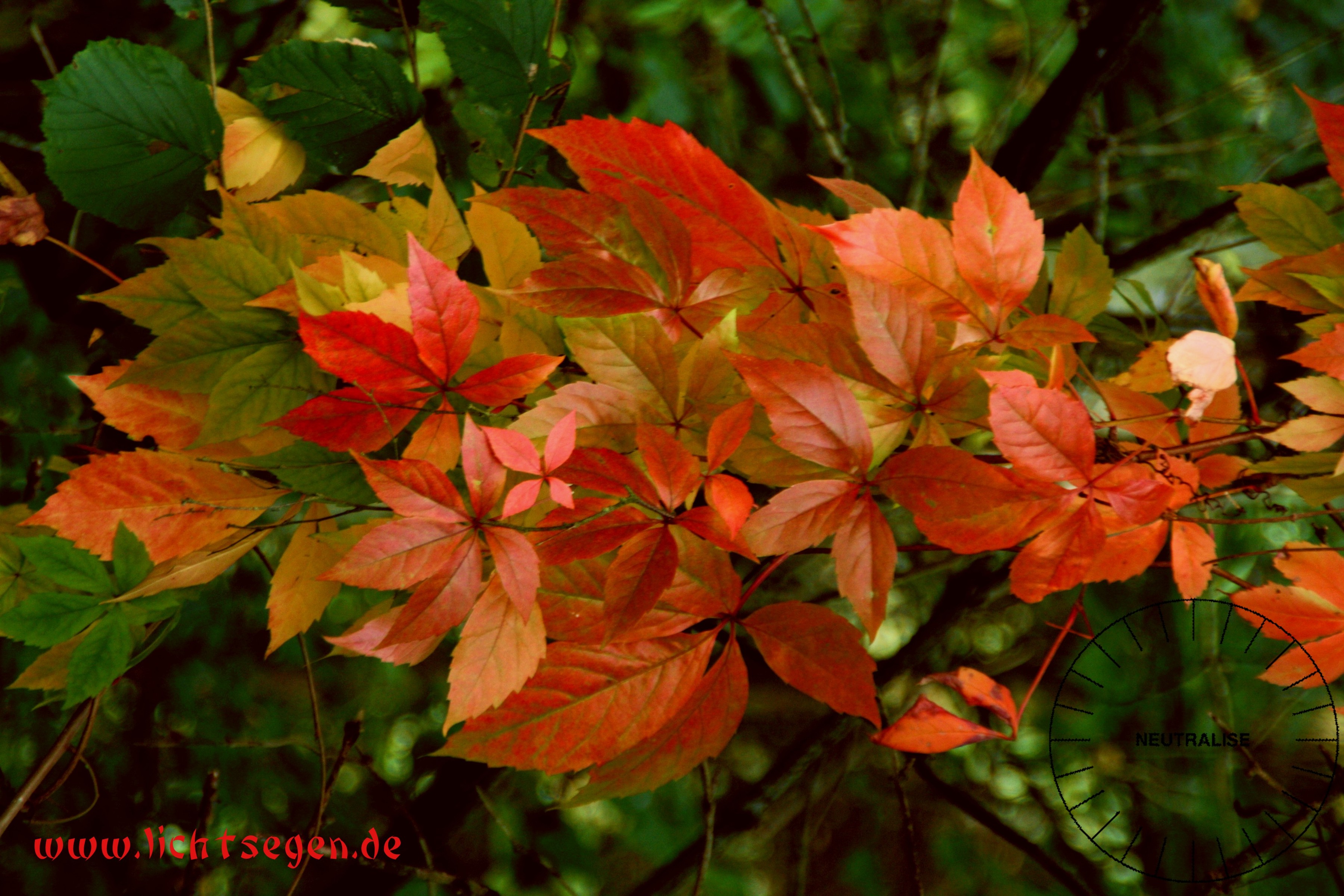 Neutralisieren Herbst Gross