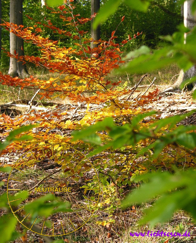 Neutralisieren Herbst im Rodetal Gross