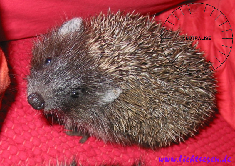 Neutralisieren Igel Gross