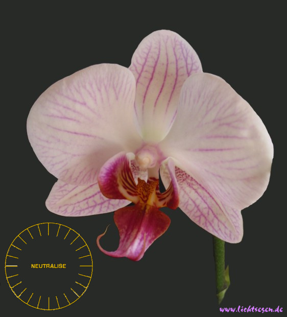 Neutralisieren Orchidee Gross